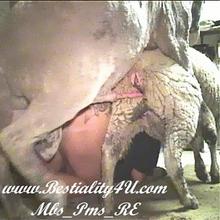 girls fucked on farm by pigs goats